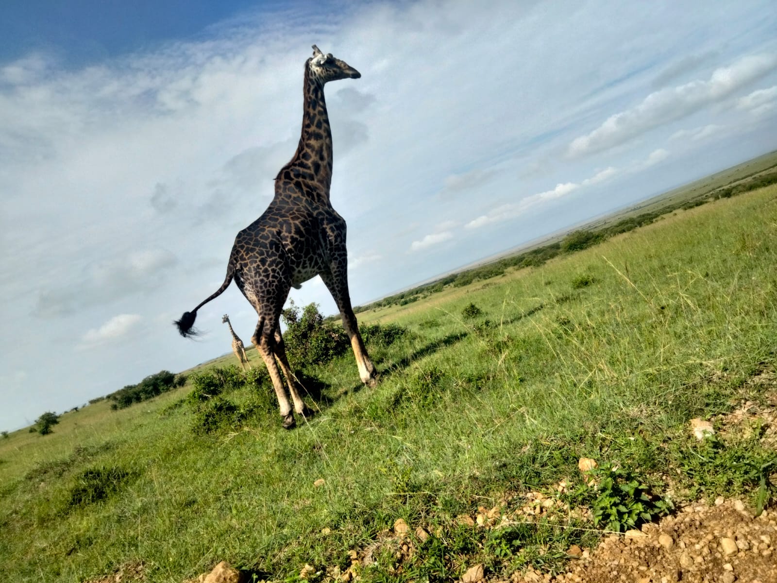 Amboseli National Reserve