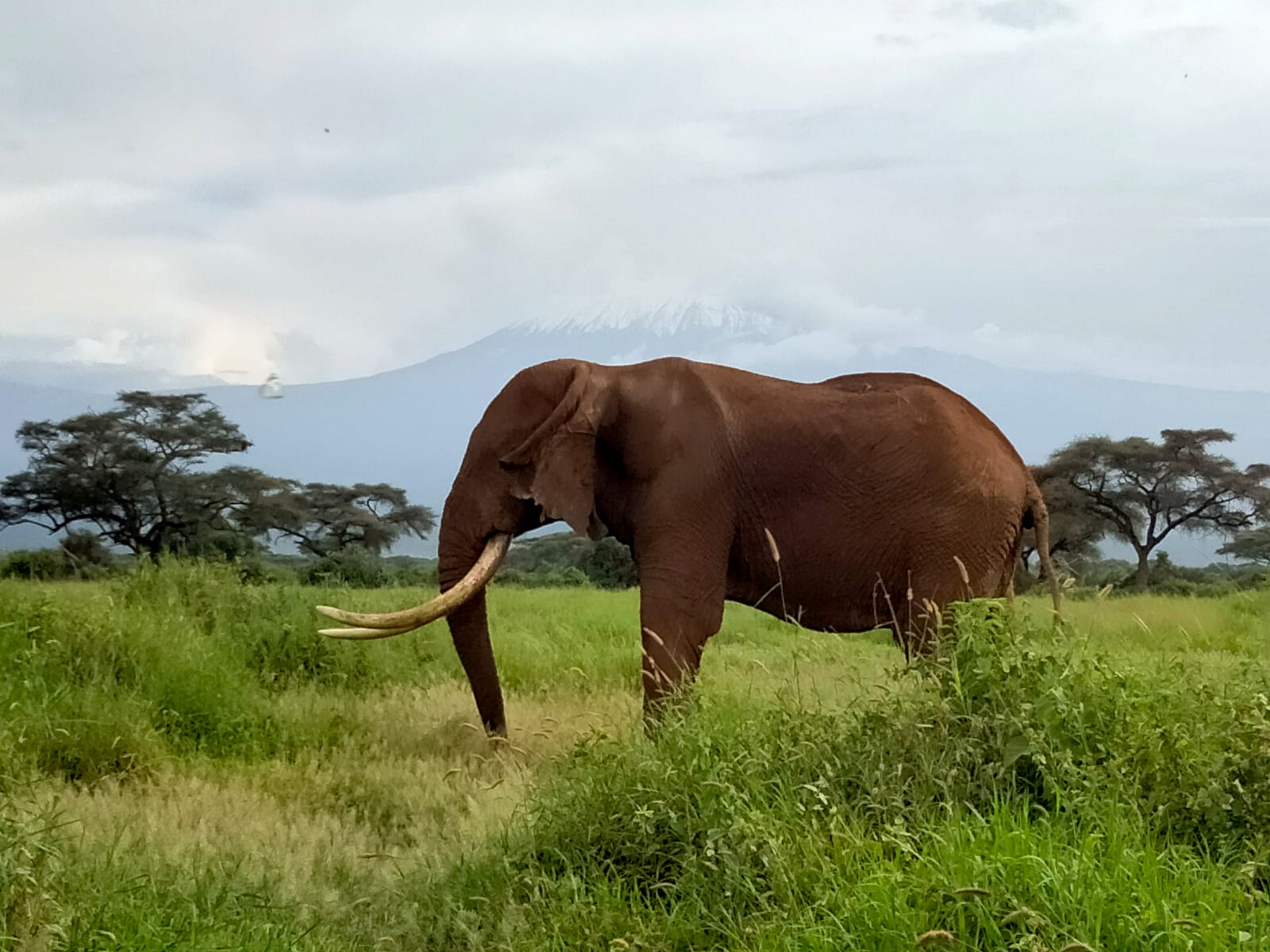 Tsavo Nature Drive